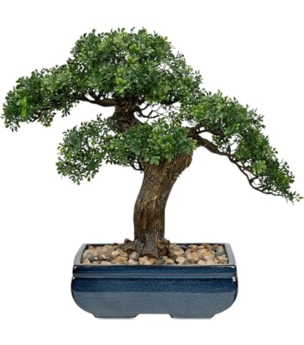 feey glücksfeder Glücksfeder kaufen | Zamioculcas