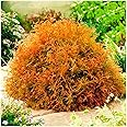 GrowOn Shrubs [2 Litre] Dwarf Conifer Thuja Occidentalis 'Rheingold' | Evergreen Shrub | Outdoor Garden Ready Plant