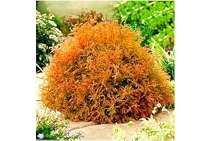 GROWON SHRUBS Dwarf Conifer Thuja Occidentalis 'Rheingold' | Evergreen Shrub | Pot Plant