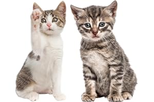 younikat Graz Design dv_950 - Set di adesivi per finestra, motivo: gatto con scritta in lingua tedesca