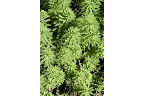 Bloomique - Lot de 2 - Myriophyllum Red Stem - Myriophylle rouge - Plantes de bassin - Plantes aquatiques - Rustique - Hauteur 10-20 cm - Pot 11 cm