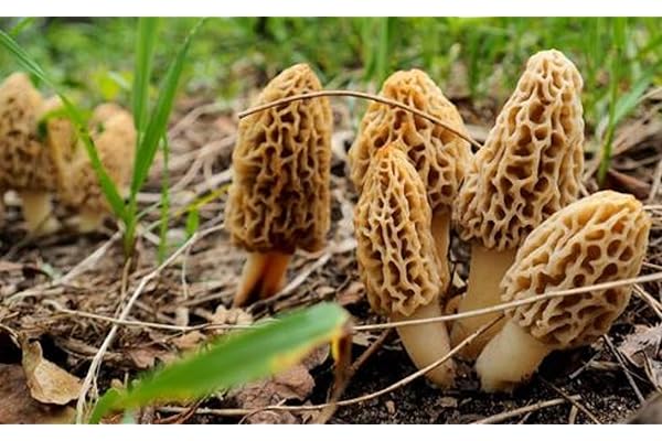 Mycélium de Morille Blonde Kit de culture champignons 15ml/50 ml Mushrooms (tube, 15ml)