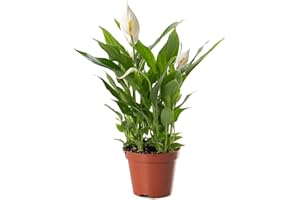 GARDENERSDREAM Spathiphyllum Peace Lily Large Indoor House Plant Purify The Air in Your Home (20-30cm (Incl. Pot))