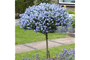 YouGarden Hardy Ceanothus Standard 80-90cm in 19cm Pot, California Lilac Tree for Gardens, Supplied as an Established Plant, Ready to Pot, Hardy Soap Bushes for Gardens