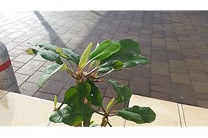 SVI Portal Cool Seltene Euphorbia Leuconeura Zimmerpflanze 5 Fresh Seeds 100% Keimungrate