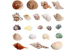 DIGNFENG 21 st stora naturliga snäckor för eremitationer, 7,6–11,9 cm storlek, 4,1–6,9 cm öppning, havmusslor för dekoration, hantverk och akvarium, havsdekoration