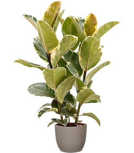 Bloomique Set Di 2 Ficus Elastica Robusta (Albero Della Gomma), Piante Da Interno Purificanti, Altezza 30-40 Cm, Vaso 12 Cm, Facili Da Curare