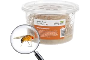 Livefoods4u Golden Fruit Fly Culture - Live Food for Reptiles and Amphibians