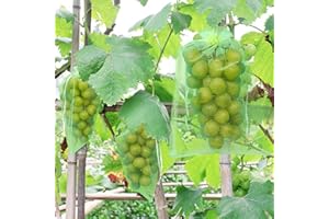 DAOUZL Bolsas Protectoras de Uvas, 50 Piezas Bolsas Organza con Cordón 20x30cm, para Una Protección Eficaz contra Insectos como Avispas, Pájaros y Moscas del Vinagre (Verde)