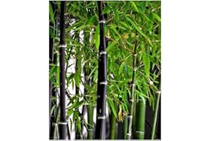 EXOTIC PLANTS Phyllostachys nigra - Schwarzrohrbambus - schwarzer Bambus - 10 Samen