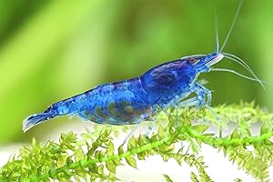 Garnelen Garnelio Blue Dream