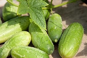Just Seed Gherkin - National - 25 Seeds