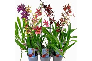 DUTCH BULBS EXCLUSIVE PLANTS FROM HOLLAND Orquídeas verdaderas de Cambria, 3 grandes plantas de interior de 30-40 cm de altura, con flores, mezcla de 3 variedades de Holanda, 3 colores, ligeramente perfumadas