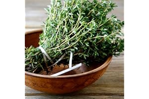 Graines de Thym - Thymus vulgaris - 1500 graines