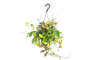 DELVIVERODIRECT Hoya Carnosa Tricolor - Planta colgante - Planta de interior