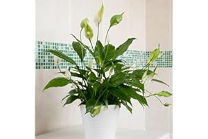 Carbeth Plants Spathiphyllum Peace Lily Indoor Plant in 9cm Pot – Air Purifying Houseplant for Home or Office – Low Maintenance – 1 Live Plant