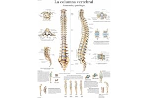 3B Scientific VR3152UU Impreso En Papel, la Columna Vertebral, Anatomía y Patología