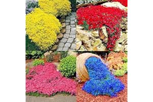 PERZOE 700 Unids Semillas de Tomillo rastrero Cubierta de Suelo Alfombra Floración Perenne Jardín Planta Decoración Rock Cress Seeds Azul Claro