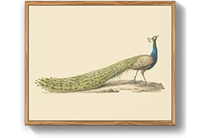 MHARTK66 Quadri Vintage Uccello Soggiorno con Cornice Legno, 30x40 cm Stampe da Parete Pavone Blu Animale Illustrazione, Quadro Camera da Letto Su Tela Decorazioni Parete Desktop Arte Bagno Ufficio