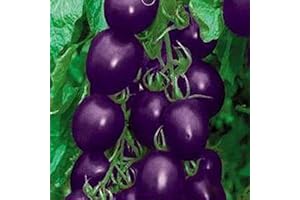 TOYHEART 20 Stück Premium-Fruchtsamen, Gemüsesamen Natürliche Nahrhafte Lila Süße Lila Lila Tomatensamen Für Die Farm Lila