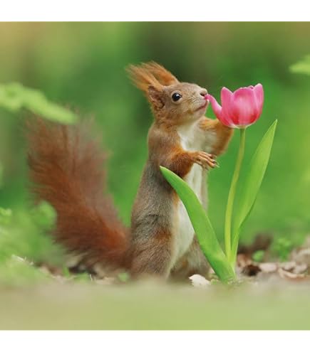 BBC Earth Springwatch – Biglietto Fotografico Bianco Con Topi Di Raccolta – 165x165 Mm – Vuoto Per Messaggio, Con Busta – Foto Di Simon Roy