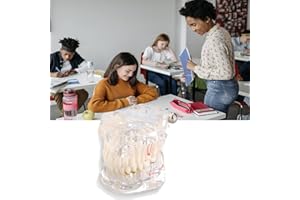 MINIFINKER für medizinische Zwecke, Zahnmodell, Zahnmedizinisches Lehrwerkzeug Transparentes Zahnimplantat-Zähne-Modell,