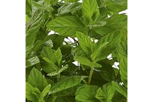 BEDWEN Mint Plug Plants. 'Garden Mint'. Aromatic Spearmint herb. Plants for Pollinators. Medium Plug Plants x 4.