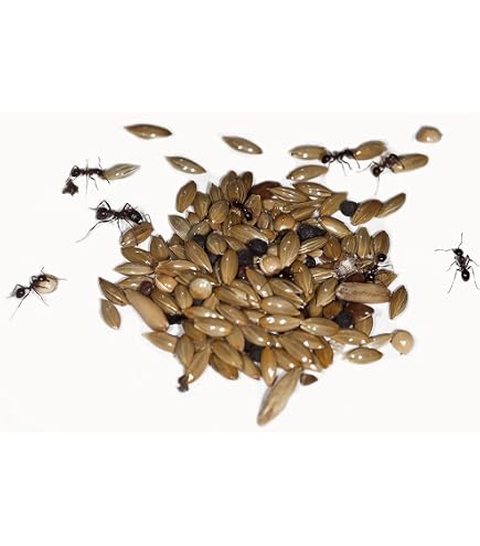 AntHouse Cultivo De Colémbolo Blanco 500 CC – Alimento Vivo Y Limpiador Natural Para Hormigas Y Mascotas Exóticas Comida Para Reptiles