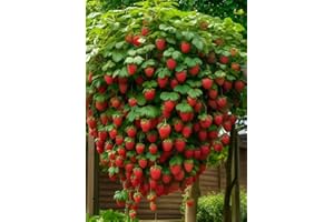 EUROPA GREEN Klettererdbeere - Erdbeerbaum (Partie von 5 rote Pflanzen in Torf)