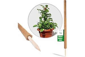 me Novatool Tuteur en coco 110 cm I Ø 45 mm I Extensible I Fibre de coco naturelle I Support pour plantes I Tuteur I Tige en mousse de coco 110 cm marron