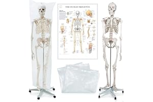 VENDOMNIA Esqueleto anatómico – incluye cubierta protectora, póster de profesor, pie con ruedas, tamaño real, 181,5 cm, modelo educativo humano, modelo anatómico, hueso humano