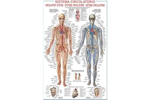 EMPIREPOSTER Empire 536730 plakat edukacyjny układ krążenia ludzkiego 68 x 98 cm