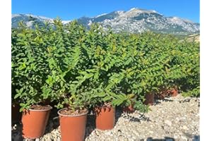 VIVAI DE LAURENTIIS Hypericum Henryi Hidcote (Iperico) vaso 19 cm