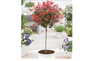 BALDUR GARTEN BALDUR-Garten Evergreen Photinia Stem Little Red Robin 1 Plant Photinia