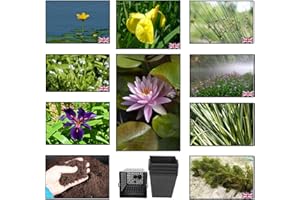 LINCOLNSHIRE POND PLANTS LTD Lincolnshire Marginal Pond Plants Pond Pack Starter Packs - Fresh Picked with Lily and Compost - Medium Pond Packs Bareroot