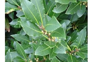 COUNTRY CLIMBERS & GARDEN FAVOURITES Bay Tree Laurus nobilis Culinary herb Plant Aromatic Leaves Evergreen Garden Shrub 9cm Pot