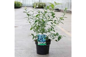 THOMPSON & MORGAN Blueberry Fruit Hardy Shrub Bush Flowering Outdoor Garden Plants Grow Your Own Late Season Blueberry Bushes 'Darrow' 1 x 2.5-3 Litre Pot by Thompson and Morgan