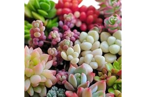 Luojuny Graines Succulentes, 300 Pcs/Sac Haute Germination Croissance Rapide Résistance À La Sécheresse Grandes Variétés Graines De Plantes Succulentes Fournitures De Jardin Multicolore