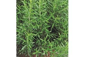 Blumen Eber Rosmarin – Plante de romarin dans un pot de 14 cm