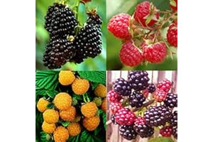 Saterkali Semillas de frambuesa, 50 Unids/bolsa Semillas de frambuesa resistentes a la sequía Dulce Buena cosecha Semillas de frutas de demanda media de agua para el hogar Color mixto Semillas de