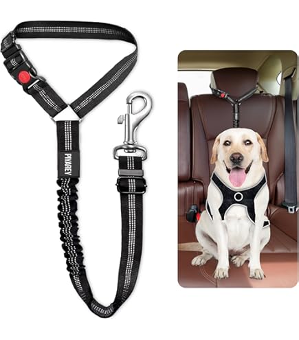 Tips om je hond veilig te vervoeren in de auto - PZ Mira