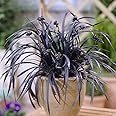 YouGarden Black Dragon Grass, Ophiopogon planiscapus 'Nigrescens', Set of Three Established Plants in 9cm Pots, Ready to Plant