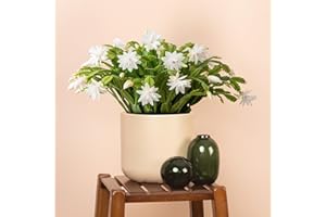 GARDENERSDREAM Christmas Cactus, Schlumbergera White House Plant - Christmas Plants and Flowers, Winter Flowering Plants for Gifts, Easy Care House Plants ft White Flowers (13cm Pot, 20-30cm)