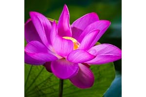 KVHSVB Bulbos de nenúfar, plantas en macetas, plantas de balcón, fragancia violeta, floración todo el año, purificación del agua-30bulbos-F