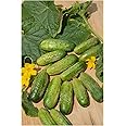 Premier Seeds Direct CUCUMBER GHERKIN ANULKA F1 4 GRAM ~ APPROX 140 SEEDS