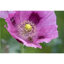 Echter Schlafmohn Papaver Somniferum Samen