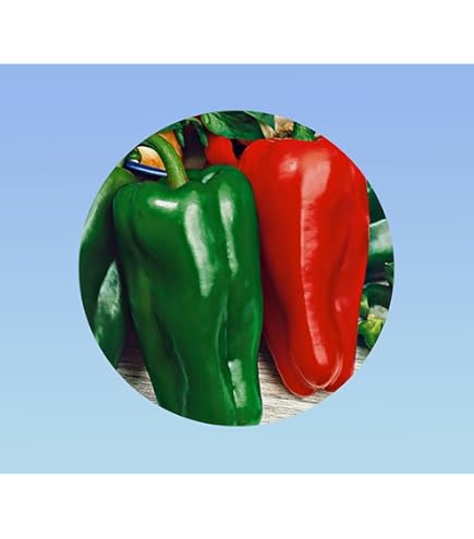 Poivron Doux D'Espagne | Jardinerie Ferriere Fleurs