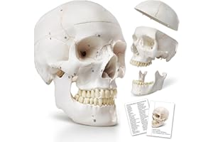 HADWYN Human Skull Anatomical Model,with Painted Sutures 54 Pcs Labeled Numbered Skull Models for Medical Students,Human Brain Model for Kids Drawing Anatomy