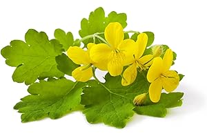 DIXIS SAMEN Schöllkraut Chelidonium majus 800 Samen