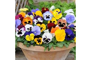 Brookside Nursery Fresh Pansy Matrix Mixed - Tray of 40 Small Plug Plants - Autumn and Winter Flowering Pansies